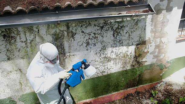 Mold Removal service in Betterton
